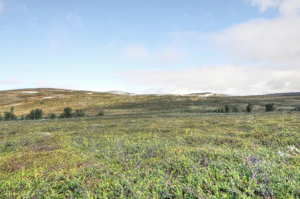 Tundra landskap — Stockfoto