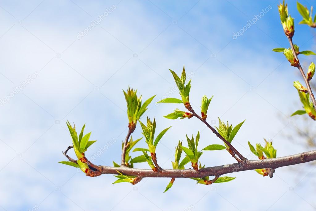 Twig with spring buds 