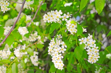 çiçek açan kuş kiraz ağacı