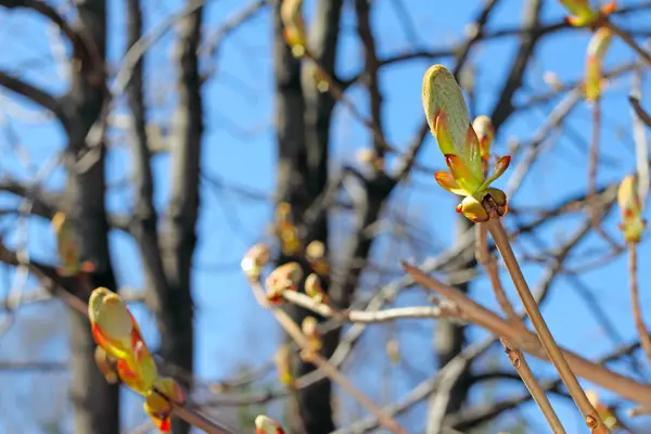 Twig met de lente knoppen — Stockfoto