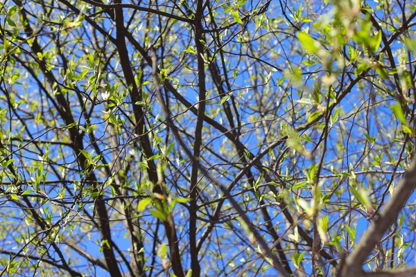A tavaszi rügyek gallyak — Stock Fotó