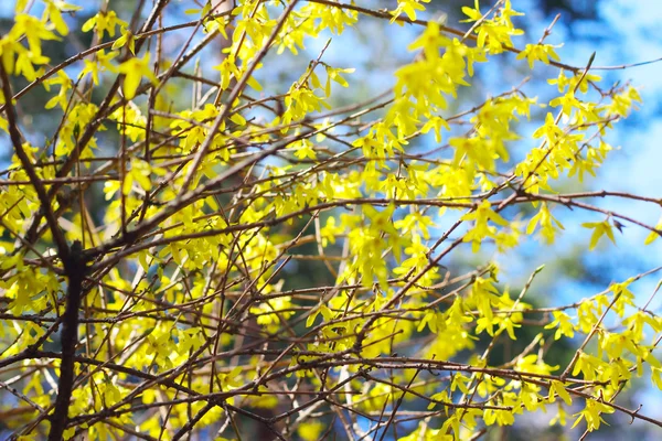 Forsythias fleurs — Photo