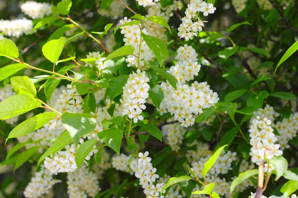 Cerisier oiseau en fleurs — Photo