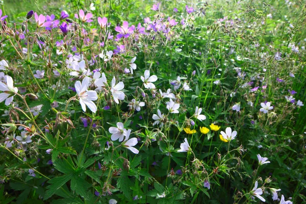 Flores silvestres — Foto de Stock