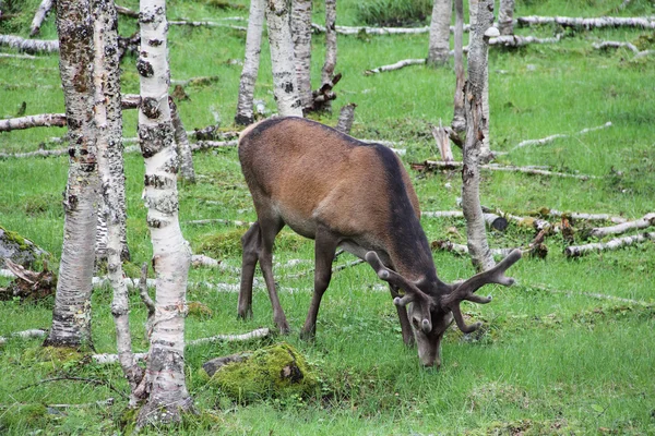 Vidloroh americký velkého Bucku v lese — Stock fotografie