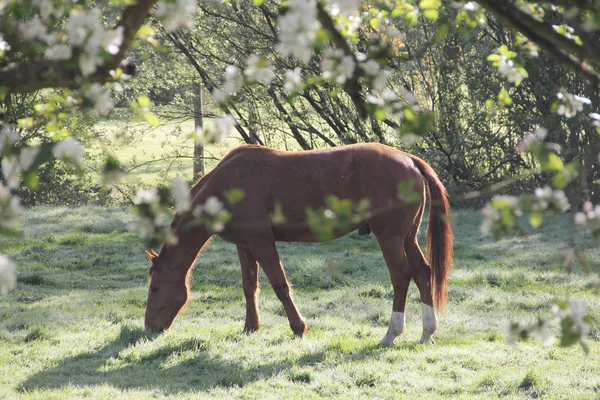 Caballo en el campo — Foto de Stock