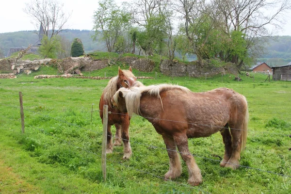 Percheron 马 — 图库照片