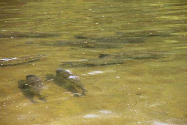 Havuzda büyük alabalık