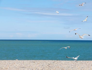 Martılar çakıl plaj