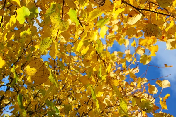 Autumn leaves — Stock Photo, Image