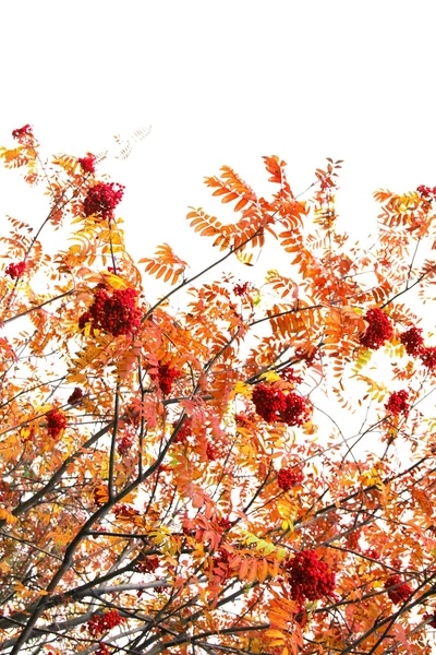 Vogelbeeren — Stockfoto