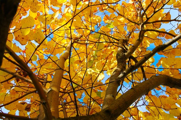 Hojas de otoño —  Fotos de Stock