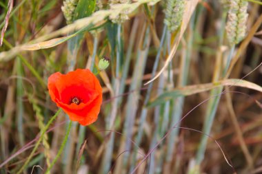 Buğday tarlasında haşhaş