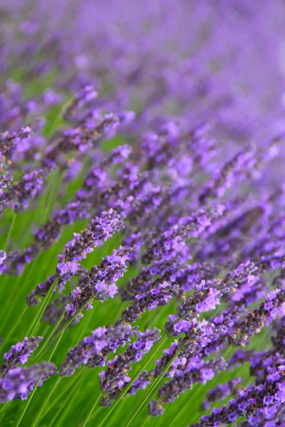 Lavendelblomster – stockfoto