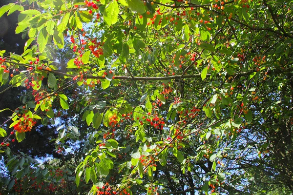 Wild cherries on a tree — Stock Photo, Image