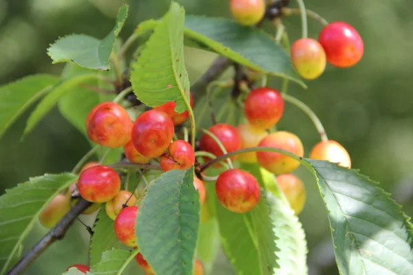 Cerezas silvestres en una rama —  Fotos de Stock