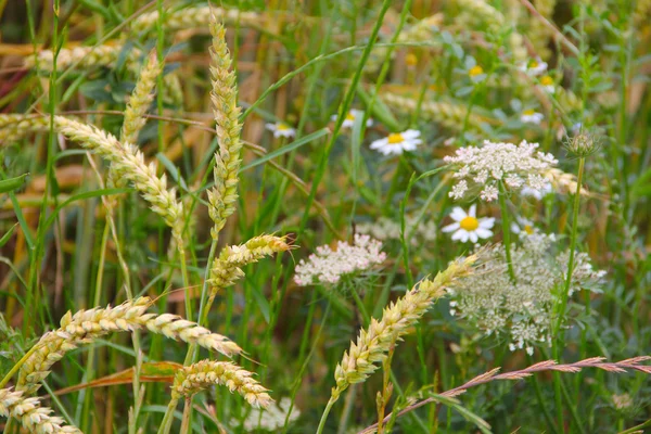 Flores no campo de trigo — Fotografia de Stock