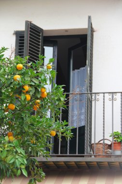 Ağaç dalındaki portakallar