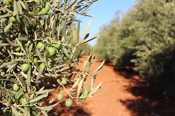 Olive trees in garden — Stock Photo, Image