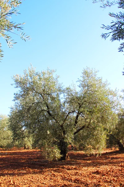 Olivenbäume im Garten — Stockfoto