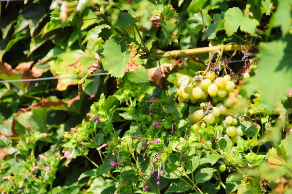 White Grapes on the Vine — Stock Photo, Image
