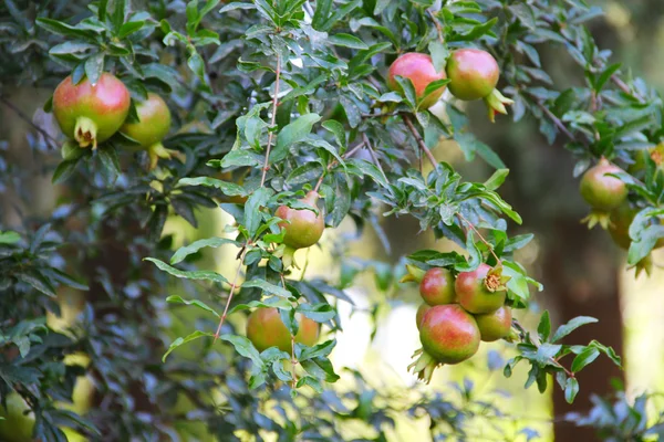 Pomegranate fruit on the tree — Stock Photo, Image