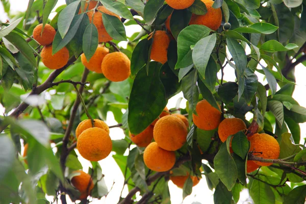 Naranjas en rama de árbol —  Fotos de Stock