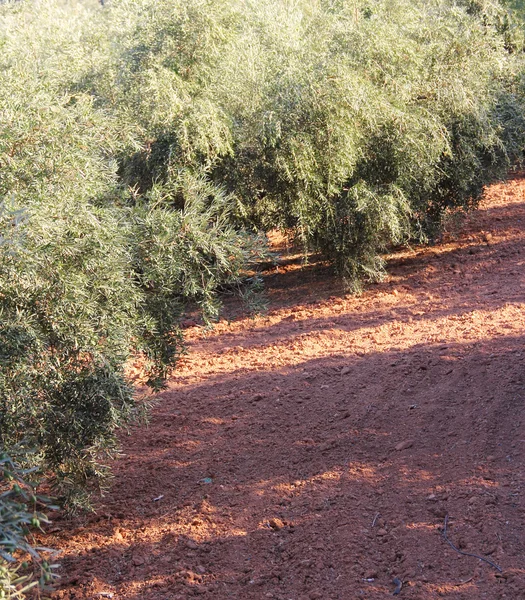 Olive trees in garden — Stock Photo, Image