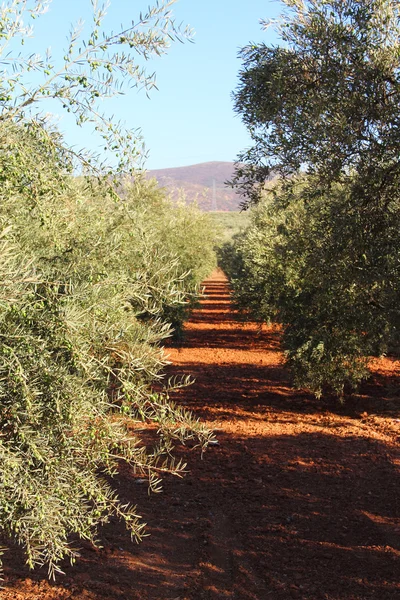 Olive trees — Stock Photo, Image