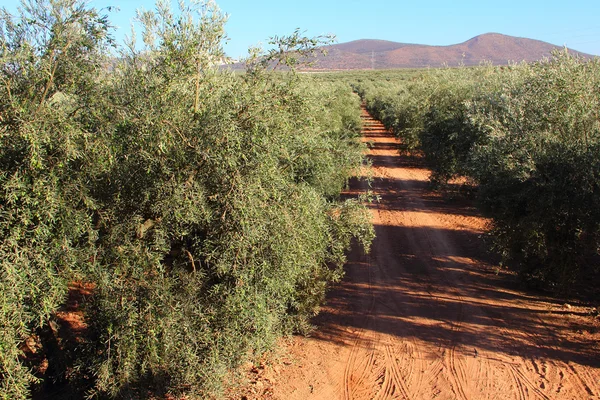 Olive trees — Stock Photo, Image