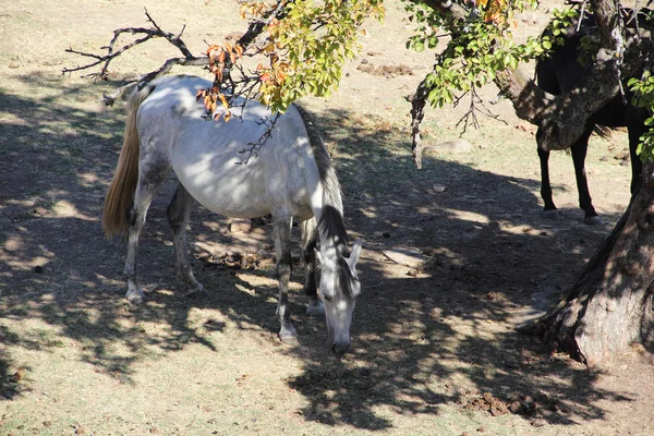 Caballo andaluz en pasto —  Fotos de Stock