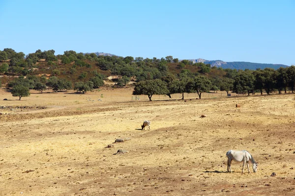 Andalusiska hästar på bete — Stockfoto