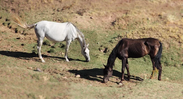 Andalusiska hästar på bete — Stockfoto