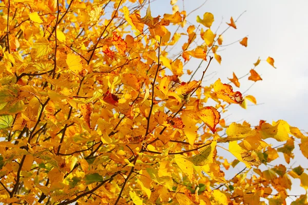 Autumn leaves — Stock Photo, Image