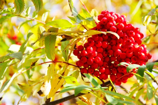 Rowan berries — Stock Photo, Image