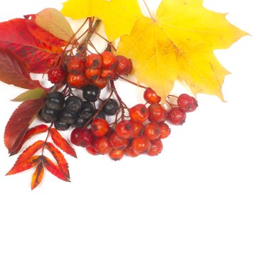 İzole üzerinde beyaz arka plan kompozisyon renkli sonbahar yaprakları