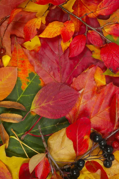 Fond de feuilles d'automne colorées isolées sur fond blanc — Photo