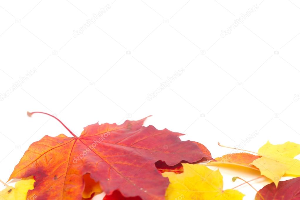 Composition of colorful autumn leaves isolated on white background