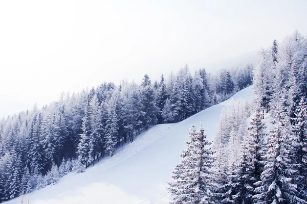 Vackert vinterlandskap med skidbacken i mounatin fir skog — Stockfoto