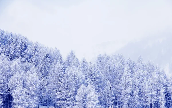Zimní les v horách — Stock fotografie