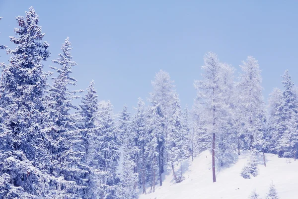 Winterwald in den Bergen — Stockfoto