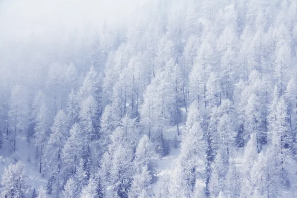 Bosque de invierno en montañas —  Fotos de Stock