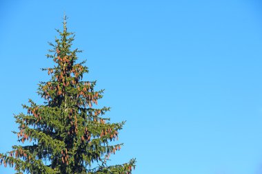 çam ağacı koniler ile 