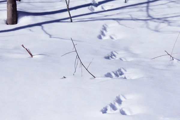 雪地里的动物足迹 — 图库照片