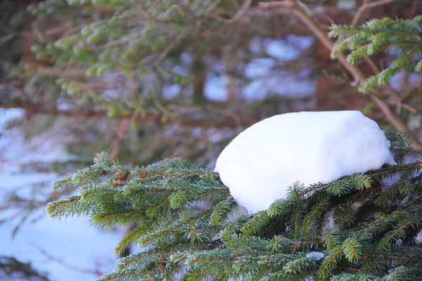 Sneeuw op tak van de zilverspar — Stockfoto