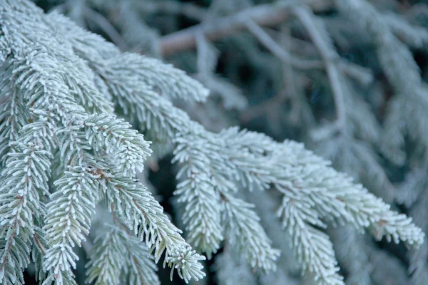 Arrière-plan de branche de sapin — Photo