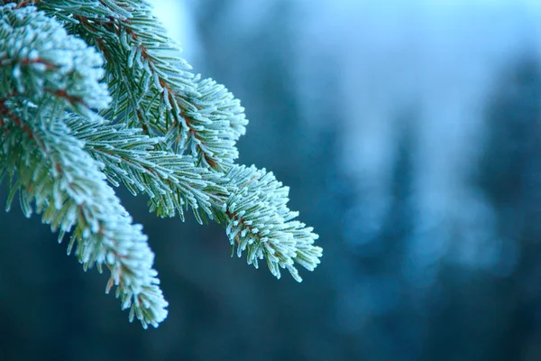 Fir branch achtergrond — Stockfoto