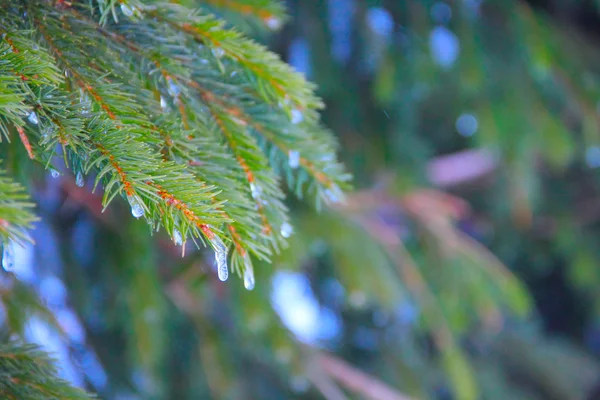 Arrière-plan de branche de sapin — Photo