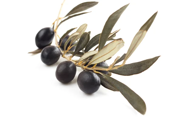 Olive nere su ramo — Foto Stock