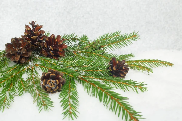 Fir on snow — Stock Photo, Image